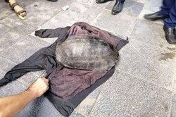 Người đàn ông bắt được con rùa nặng hơn 10kg dưới hồ Gươm