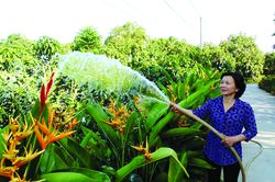 Bà Lê Thị Tuyến gương mẫu trong phong trào xây dựng nông thôn mới