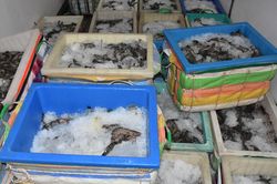 Bạc Liêu thu giữ gần 400kg tôm chứa tạp chất