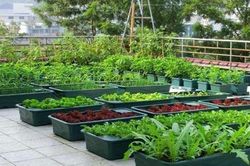 Vườn treo nơi phố thị