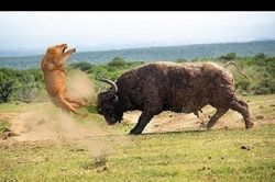 Trâu rừng hóa 'người hùng' khi cứu voi con khỏi nanh vuốt sư tử