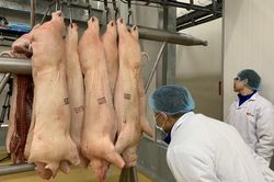 Thịt lợn 280 ngàn/kg, nhập khẩu tăng 100% vẫn không đủ ăn