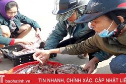 Ngư dân Nghi Xuân trúng tôm bạc 'kiếm' tiền triệu mỗi ngày
