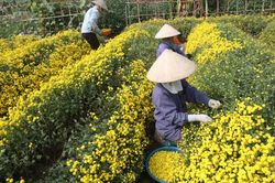 Rộn ràng mùa thu hoạch cúc chi
