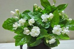 Cây phong thủy: Thiếu cây này trong nhà, sống phí cả đời