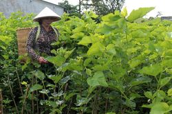 Nghề ăn cơm đứng ngày nay