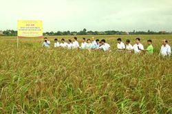 Kinh nghiệm vận động nhân dân sản xuất lúa hữu cơ ở xã Khánh Trung