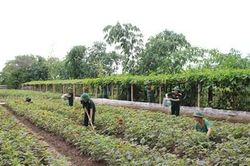Chuyện tăng gia ở Đoàn Sông Gianh