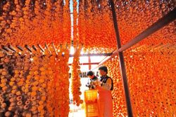 'Đột nhập' nơi làm đặc sản hồng khô treo gió ở quê hương ông Park Hang Seo