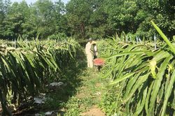 100% xã ở Đô Lương đạt tiêu chí số 13 về tổ chức sản xuất trong nông thôn mới