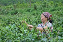 Quảng Ninh: Tiên Yên phát triển cây dược liệu
