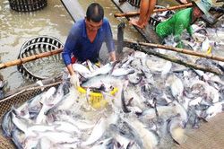 Cá tra 'tiến thoái lưỡng nan'