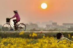 Ngẩn ngơ giữa sắc vàng trên cánh đồng cúc chi