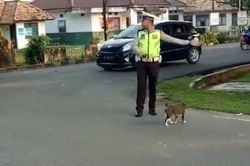 Giúp đỡ một chú mèo qua đường, chàng sĩ quan cảnh sát khiến cộng đồng mạng 'trầm trồ'