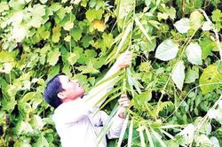 Quảng Trị: Phát triển mô hình giảm nghèo bền vững cho đồng bào dân tộc vùng biên giới