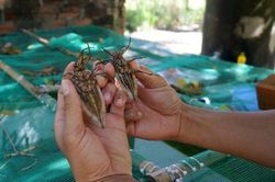 Lạ mà hay: Chăm 5.000 con côn trùng 'thơm lừng', thu 12 triệu/tháng