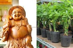 8 món quà tân gia may mắn chủ nhà nào cũng 'thích mê'