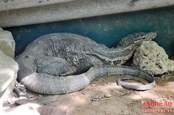 Tận mục kỳ đà hoang dã ở Vườn quốc gia Pù Mát