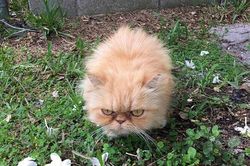 Nỗi lòng chú mèo vô gia cư ghét tất cả mọi thứ