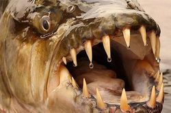 1001 thắc mắc: Thủy quái nào khiến cá sấu cũng phải e ngại?