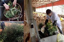 Bỏ việc lương cao, kỹ sư Nghệ An về quê nuôi gà bằng... tảo xoắn, dế, thảo dược