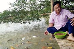 Nuôi cá nhiều tầng, lãi cao, thò tay xuống ao cá vẫn tranh đớp mồi