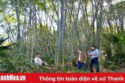 Phát triển kinh tế gắn với bảo vệ rừng luồng hiệu quả ở huyện Quan Hóa