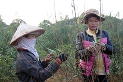 Hối hả chăm hoa vụ Tết