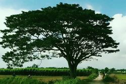 Đổ xô về Huế săn tìm 'cây cô đơn' xuất hiện trong 'Mắt biếc'
