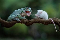 Lạ lùng ếch xanh định ăn thịt chuột, mủi lòng thành bạn tốt
