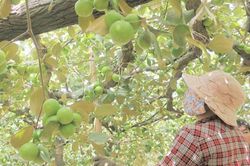 Bến Tre: Lợi ích vượt trội từ trồng táo