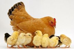 Thần Tài phù trợ, 4 con giáp phú quý 'rụng ngập đầu', may mắn vô biên 2 năm tới