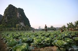 Vườn rau xanh mướt nơi vùng đất khó của Binh đoàn Thảo Nguyên