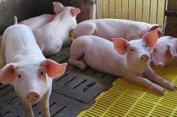Luật mới: Từ 1/1/2020, không để vật nuôi chứng kiến đồng loại bị giết mổ