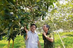 Bà Rịa-Vũng Tàu: Thu nhập cao từ trồng bơ trái vụ