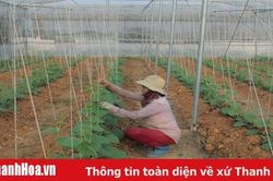 Toàn tỉnh có 52 HTX nông nghiệp ứng dụng công nghệ cao