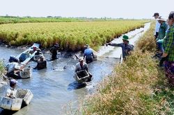 Về vùng nuôi tôm càng xanh lớn nhất Cà Mau