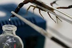 1001 thắc mắc: Vì sao nọc bọ cạp tử thần là chất lỏng đắt nhất hành tinh