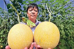 Đất Cà Mau cứ nói nhiễm mặn, nhưng trồng dưa lưới trái to thế này