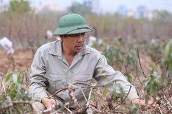 Nghệ nhân hơn 30 năm trồng đào Thất thốn 'tiến vua' ở Hà Nội: 'Chưa bao giờ thời tiết khắc nghiệt đào chết nhiều như năm nay'
