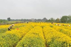 Ngây ngất cánh đồng hoa Cúc 'tiến vua' vàng rực ở ngay gần Thủ đô