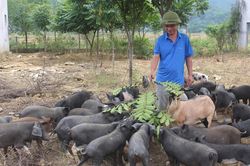 Lợn đen bản địa tăng giá mạnh