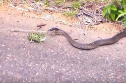 Tắc kè đánh nhau sống còn với rắn mamba đen cực độc