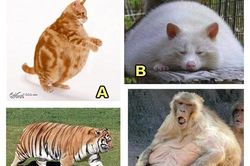 Trắc nghiệm: Bạn cần yếu tố nào để đạt được vận may tiền bạc?