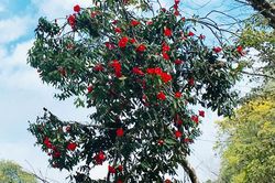 Rực rỡ hoa hồng trà trong Khu bảo tồn thiên nhiên Bát Xát