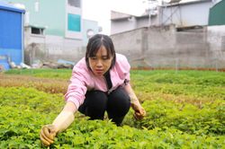 Đưa hương vị quê nhà lên Amazon