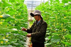 Khi nông dân chọn hướng sản xuất sạch