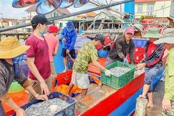 Ngư dân Gio Việt trúng đậm cá cơm