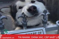 Truyện cười: 'Trú ý chó rữ'