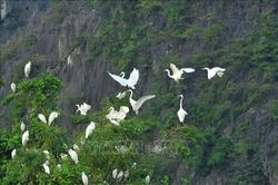 Mùa chim di trú trên đầm Vân Long, Ninh Bình